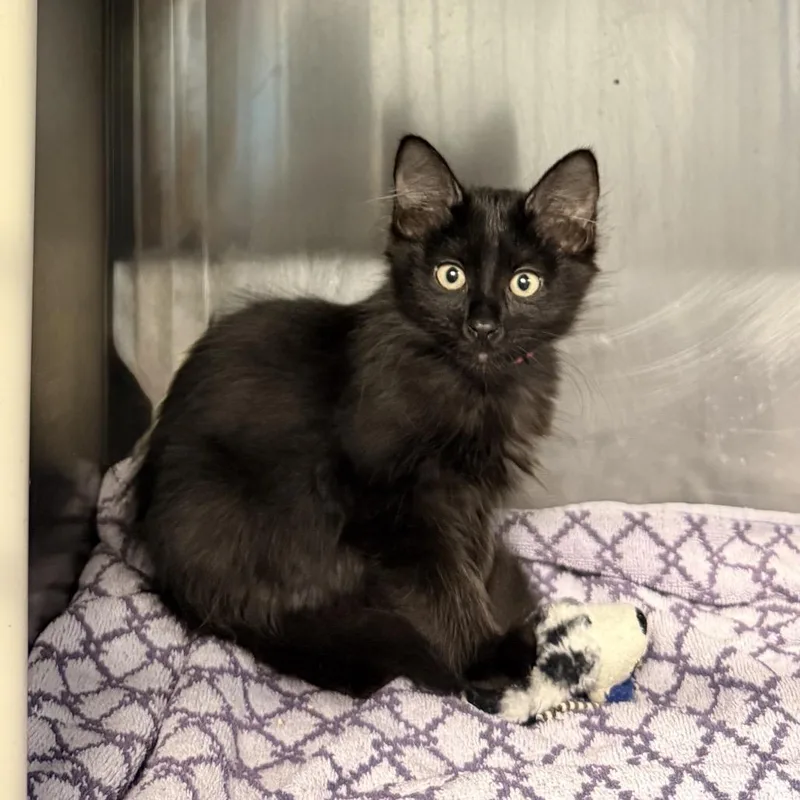 A baby small-sized female Black Domestic Short Hair cat named Sarah for adoption in Palm Springs, CA