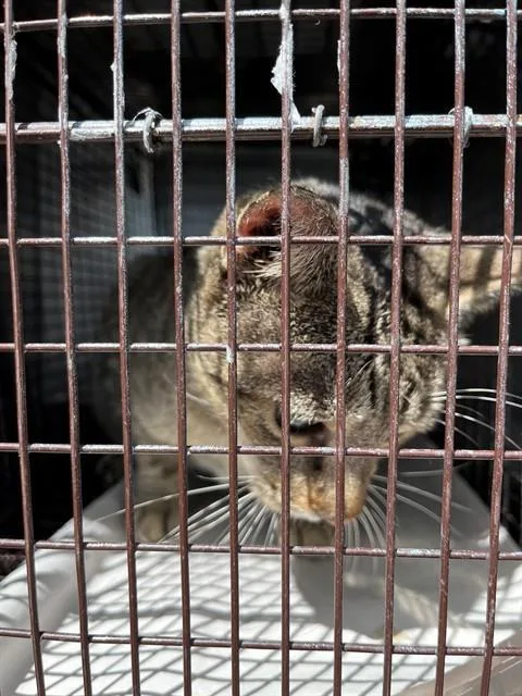 An adult medium-sized female Domestic Long Hair cat named Star for adoption in Miami, FL