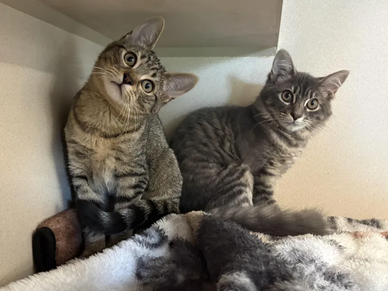 Kada & Trinity