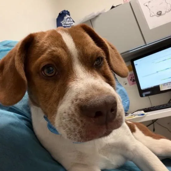 A baby small-sized male Mixed Breed dog named Salt & Vinegar for adoption in Charleston, WV