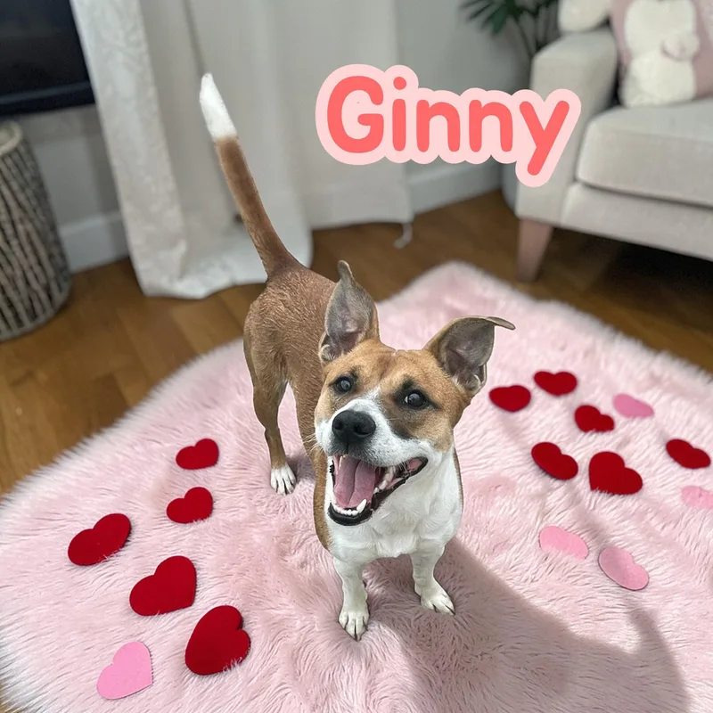 An adult medium-sized female Terrier dog named Ginny  Your new for adoption in Chuckey, TN