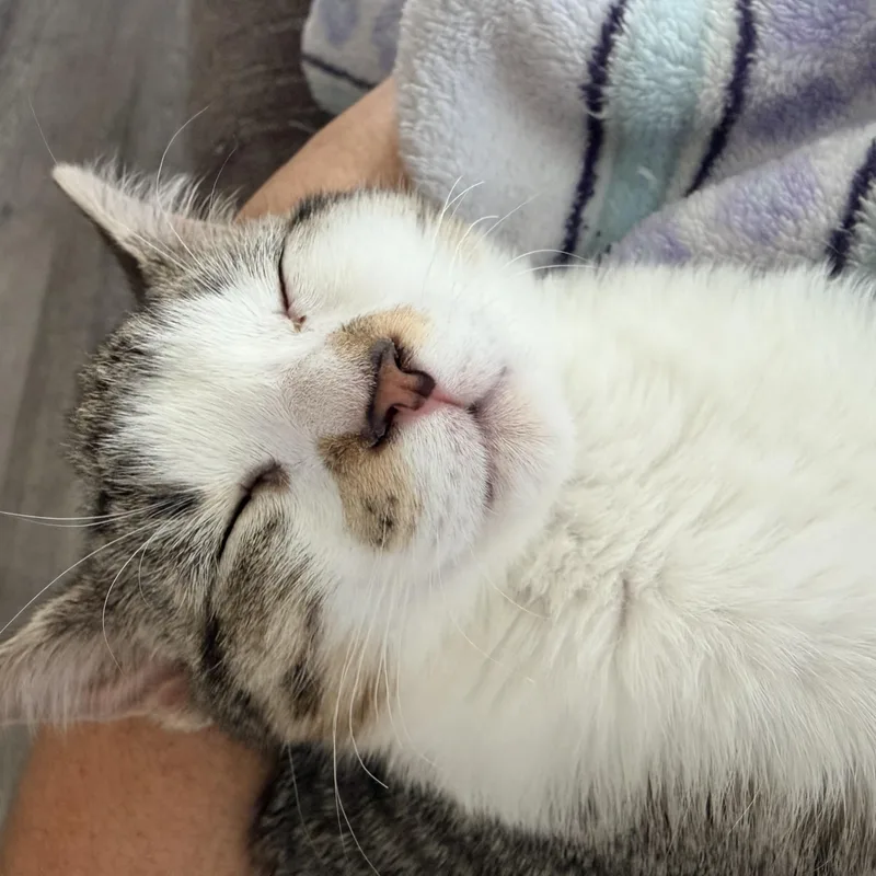 Kiwi Bird thumbnail 2