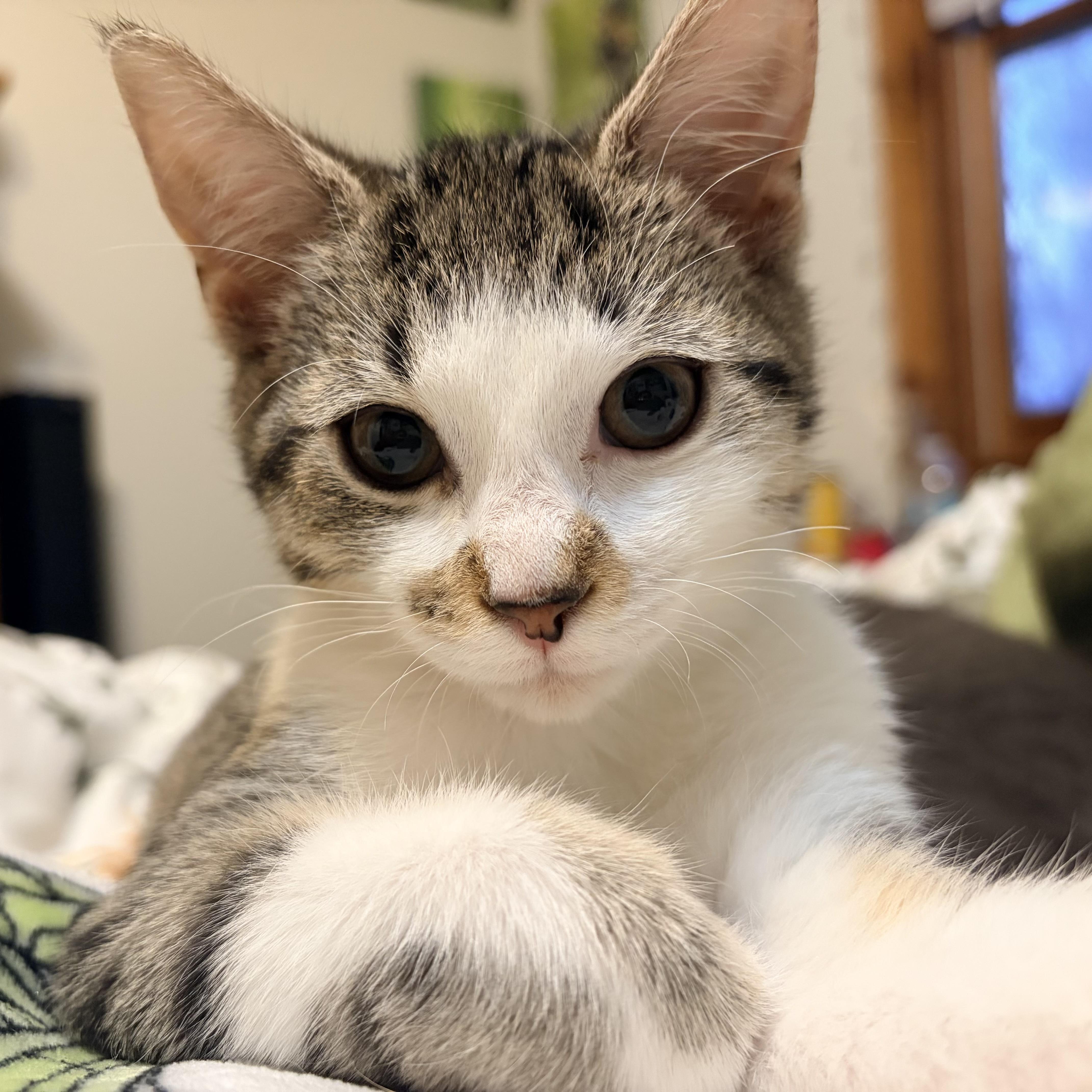 Kiwi Bird thumbnail 3