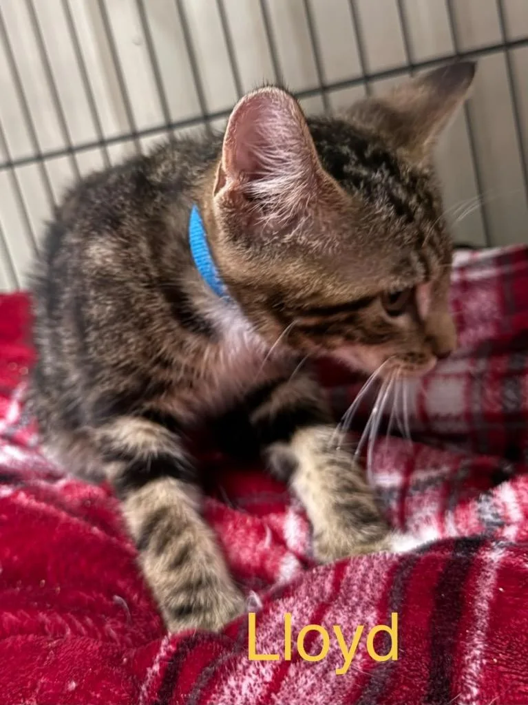 A baby small-sized male Domestic Short Hair cat named Lloyd for adoption in Saint Francisville, LA