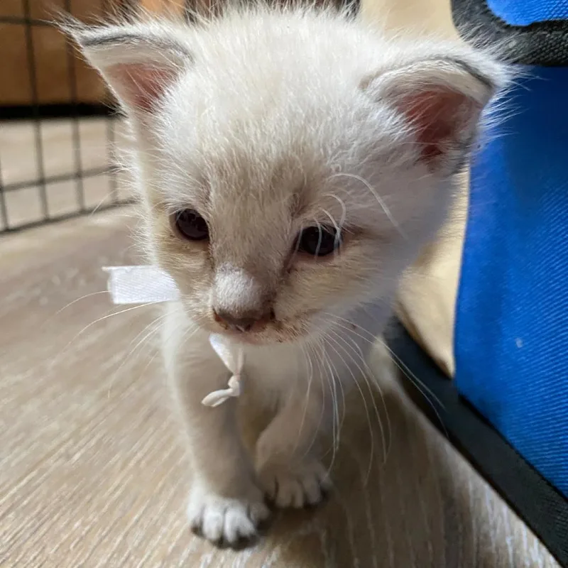 A baby small-sized male Cream / Ivory Domestic Short Hair cat named Echo for adoption in Ashland, OR