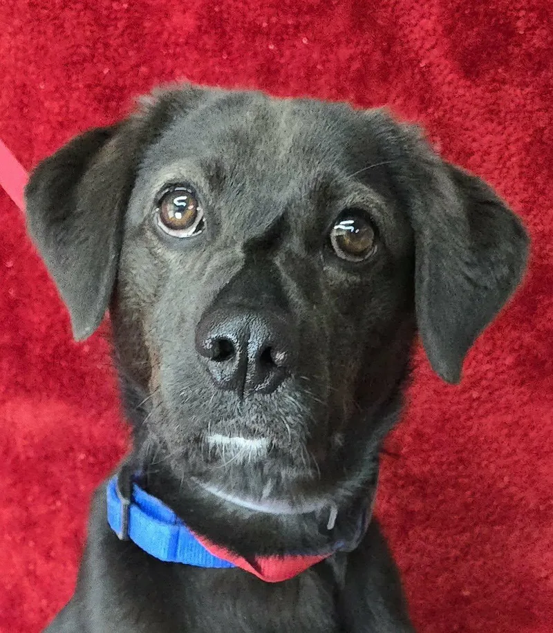 A young medium-sized male Black Labrador Retriever dog named Pidgey for adoption in Newport, TN