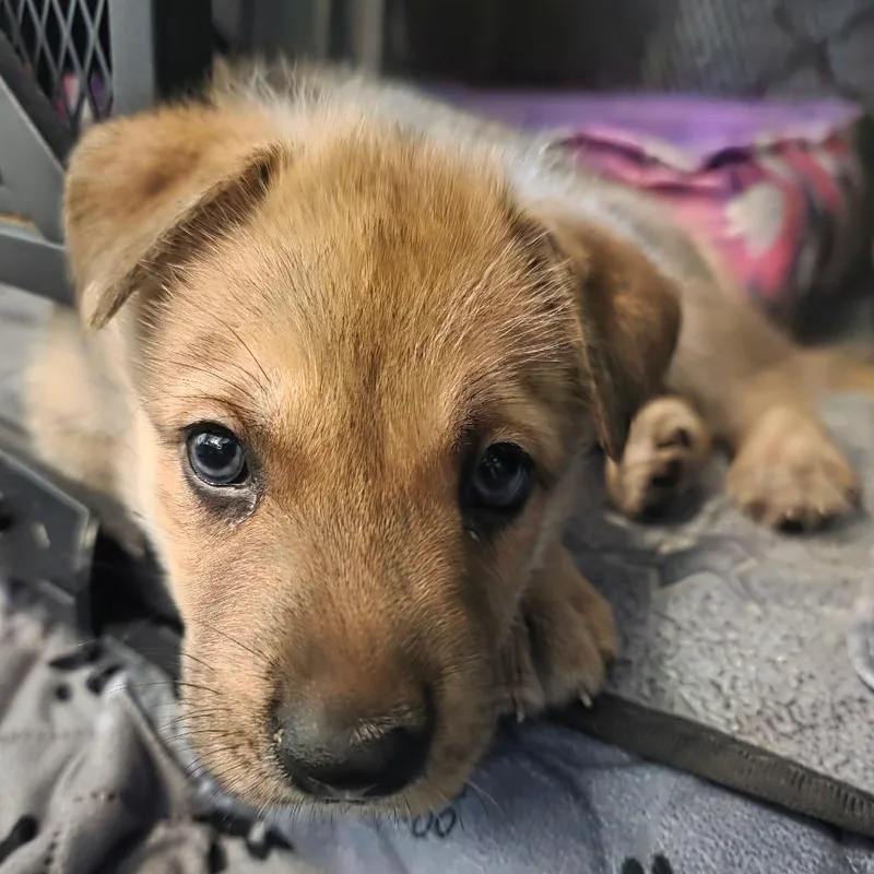 A baby large-sized male Yellow / Tan / Blond / Fawn Shepherd dog named Tamale for adoption in Chandler, AZ
