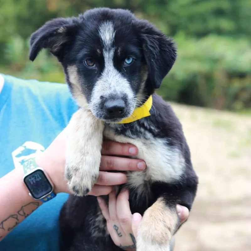 A baby small-sized female Shepherd dog named CT Rotini for adoption in Eastford, CT