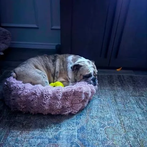 Roscoe thumbnail 2