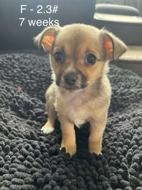 A baby medium-sized female Chihuahua dog named Toffee for adoption in Hillside, IL