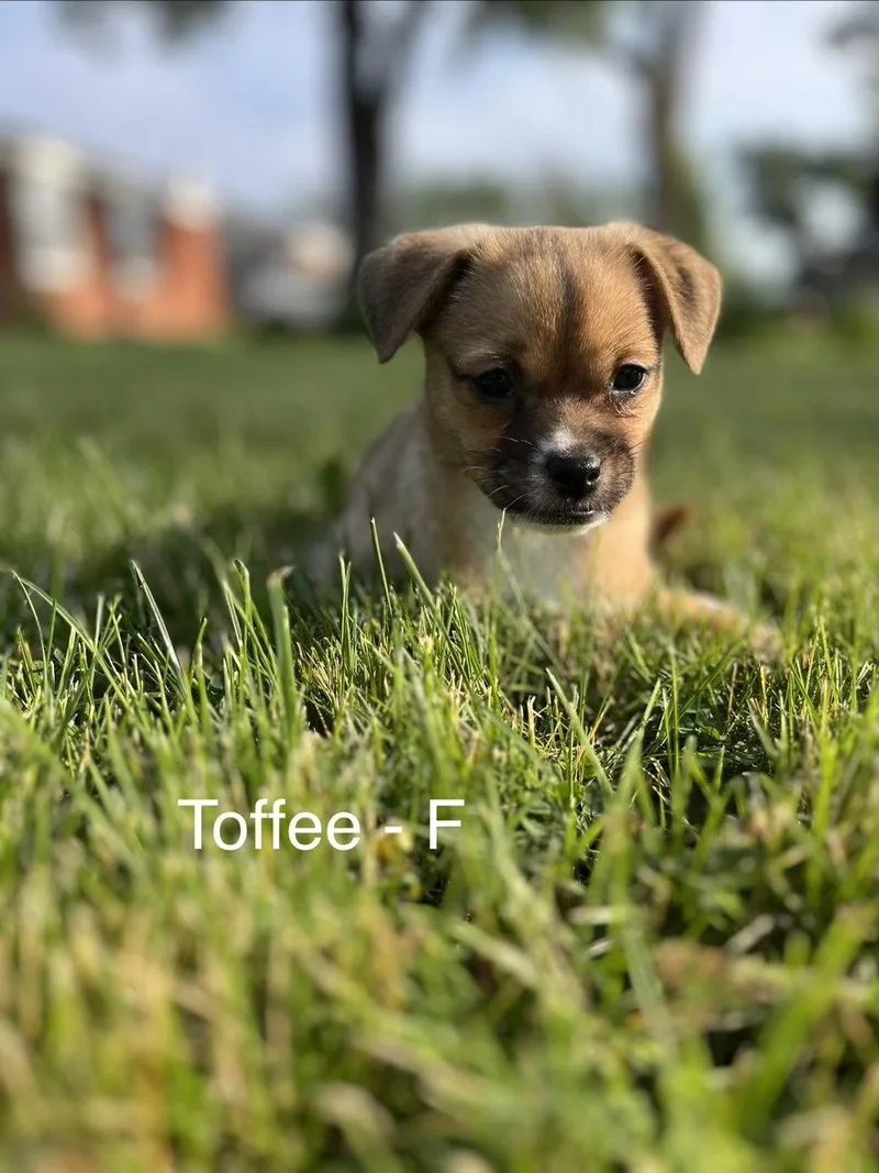 Toffee thumbnail 2