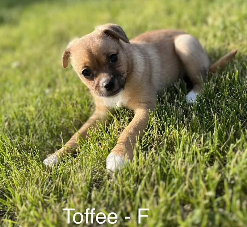 Toffee thumbnail 3