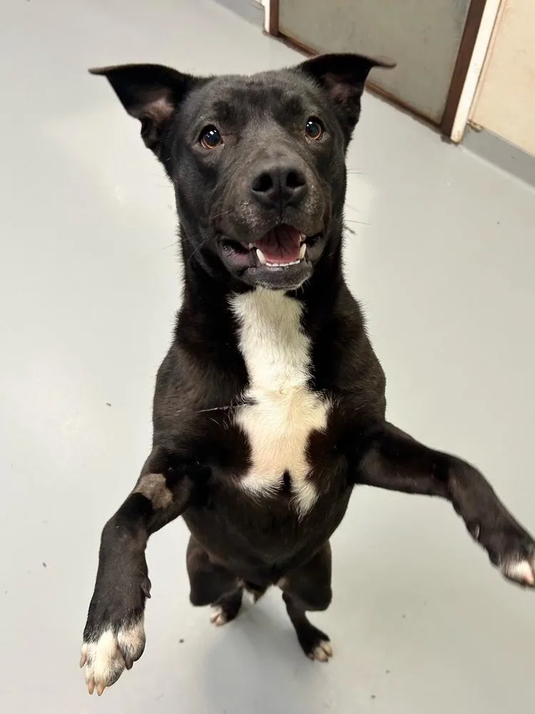 A young medium-sized male Tricolor (Brown, Black, & White) Beagle dog named Raisin for adoption in Youngsville, NC