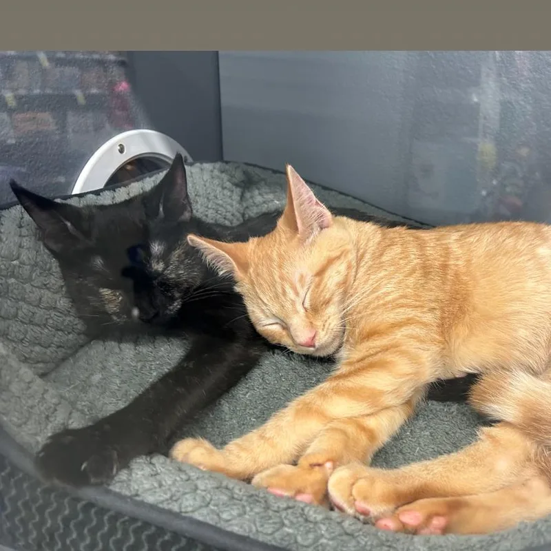 A baby small-sized female Tortoiseshell Domestic Short Hair cat named Skittles for adoption in Hemet, CA