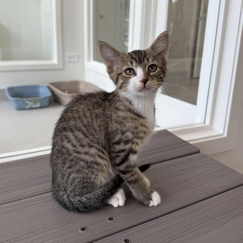 A baby medium-sized male Tabby (Brown / Chocolate) Domestic Medium Hair cat named Malcolm for adoption in Evanston, IL