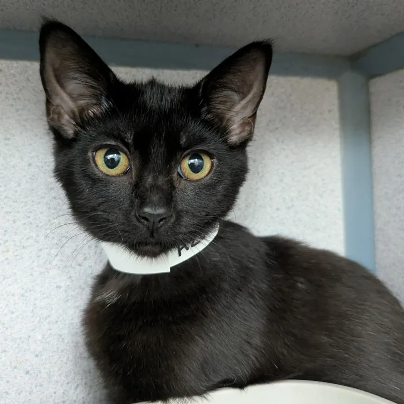 A baby small-sized female Black Domestic Short Hair cat named Azune for adoption in Evansville, IN
