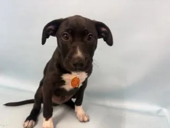 A baby large-sized male Labrador Retriever dog named Meatball for adoption in Golden Valley, MN
