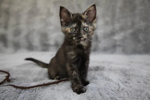 A baby small-sized female Domestic Short Hair cat named Brynn for adoption in Charlotte, NC