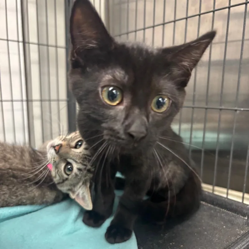 A baby small-sized female Black Domestic Short Hair cat named Andarna for adoption in Lakeland, FL