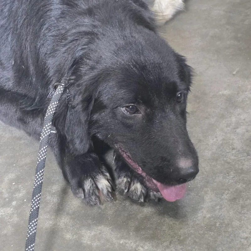 An adult large-sized male Black Mixed Breed dog named Yin for adoption in Columbus, NC