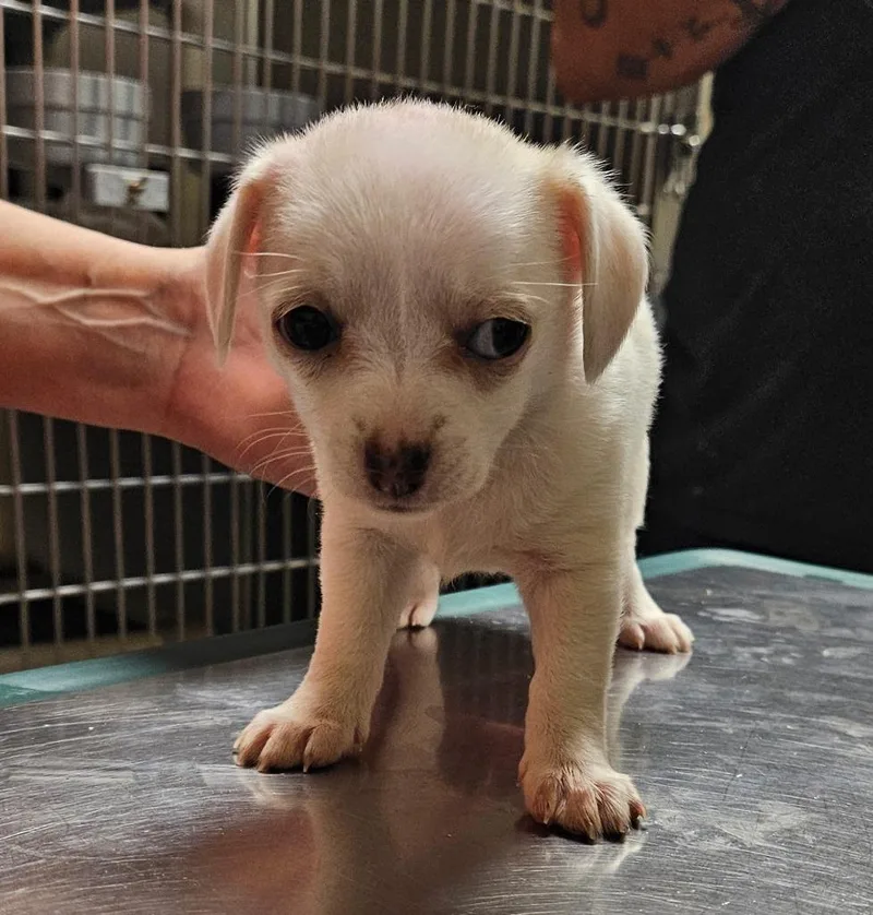 A baby small-sized female Shih Tzu dog named Mae for adoption in Fremont, OH