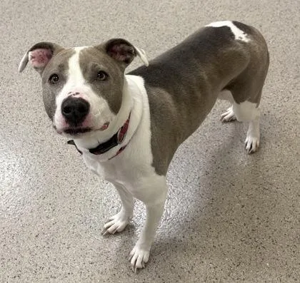 A senior large-sized female American Staffordshire Terrier dog named Brooklyn for adoption in Fishers, IN