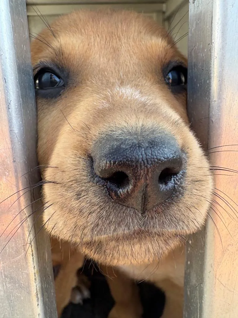 A baby medium-sized male Mixed Breed dog named Gordy for adoption in Effingham, SC