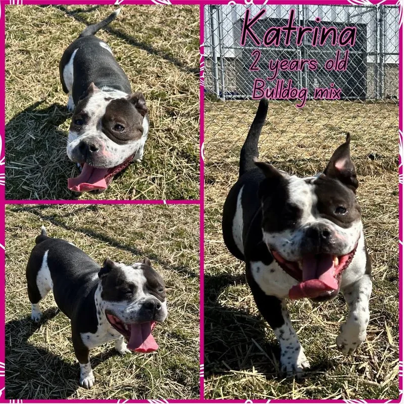 An adult medium-sized female Harlequin American Bulldog dog named Katrina for adoption in Franklin, IN