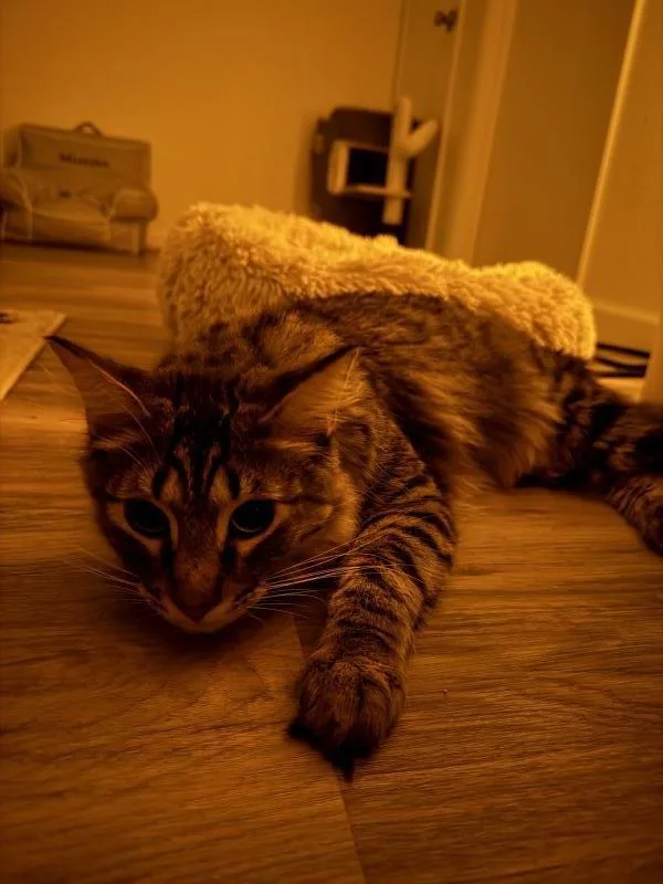 An adult medium-sized male Brown / Chocolate Domestic Short Hair cat named Oliver for adoption in Sunnyvale, CA