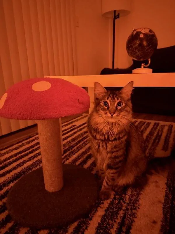 Oliver thumbnail 3