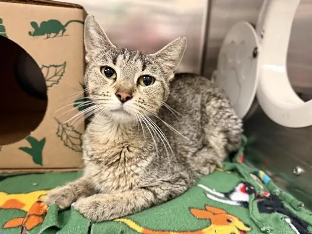 A young small-sized female Domestic Short Hair cat named Penny for adoption in Olivette, MO