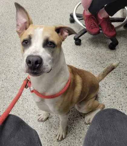 A young large-sized male Yellow / Tan / Blond / Fawn Mixed Breed dog named Broadway for adoption in Kansas City, MO