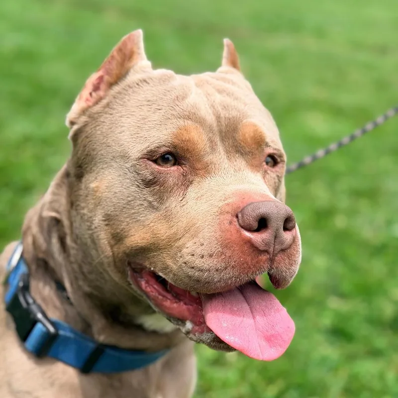 An adult large-sized male Gray / Blue / Silver Mixed Breed dog named Cain for adoption in Huntington, WV