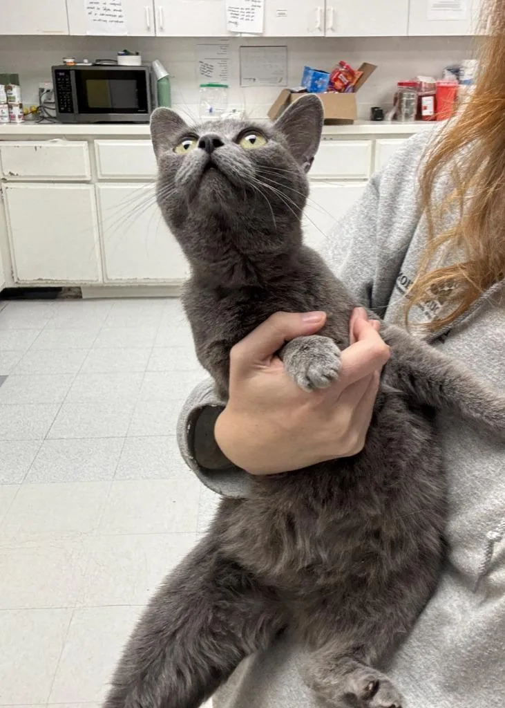 A young small-sized female Domestic Short Hair cat named Sophia for adoption in Los Angeles, CA
