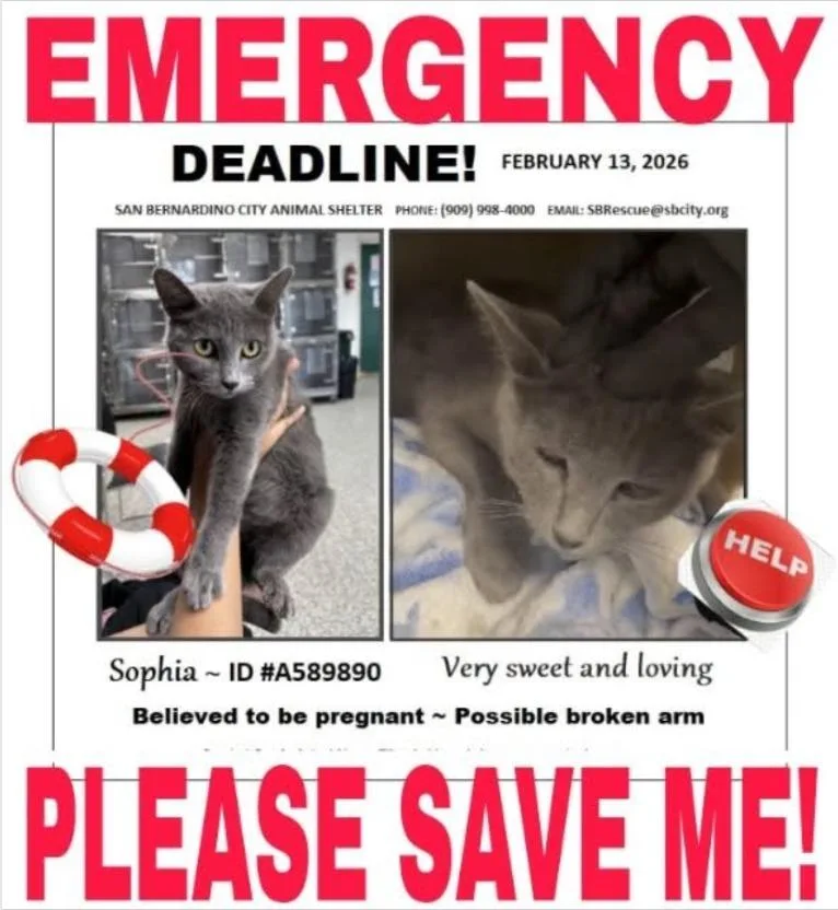 Sophia thumbnail 4