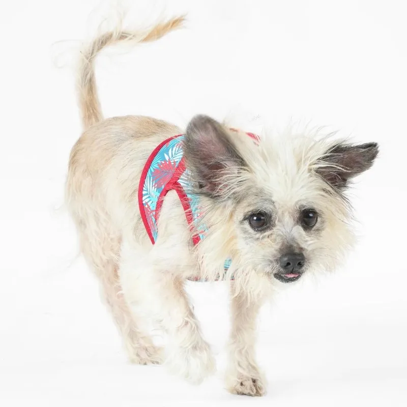 A senior small-sized male White / Cream Yorkshire Terrier dog named Jolly Rancher for adoption in San Francisco, CA