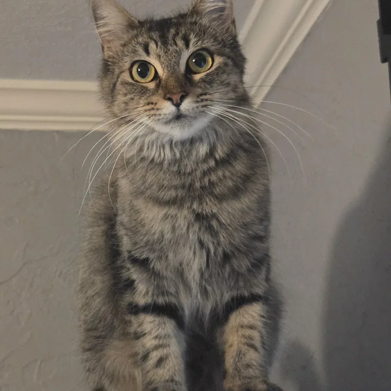 Pebbles thumbnail 3