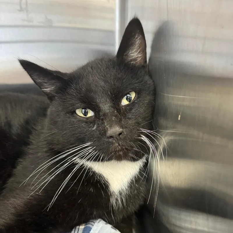 Douglass thumbnail 4