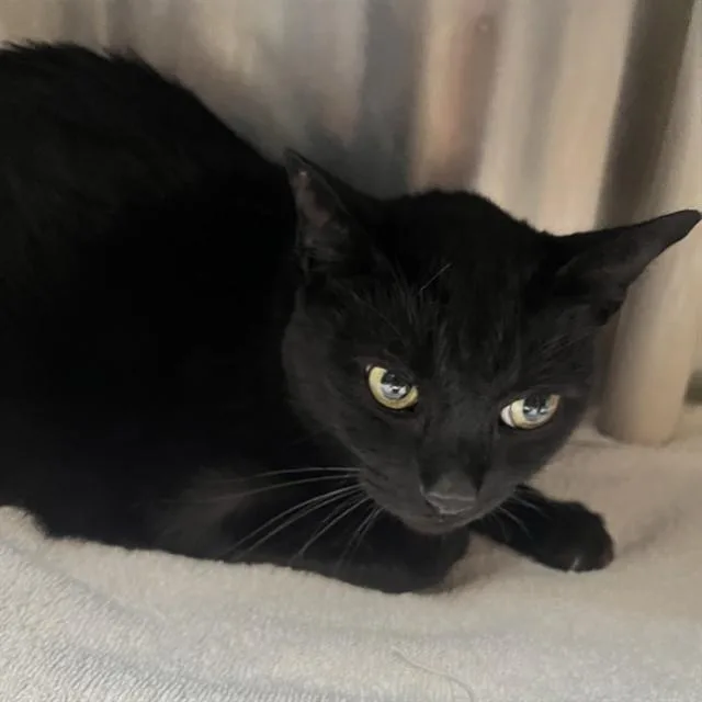A senior small-sized male Domestic Short Hair cat named Simon for adoption in Alameda, CA