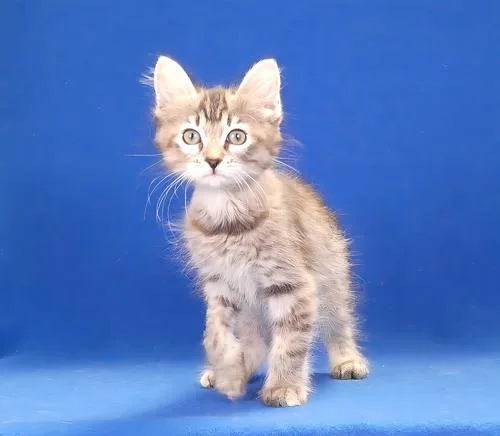 A baby medium-sized female Domestic Medium Hair cat named Delilah for adoption in Pasadena, CA