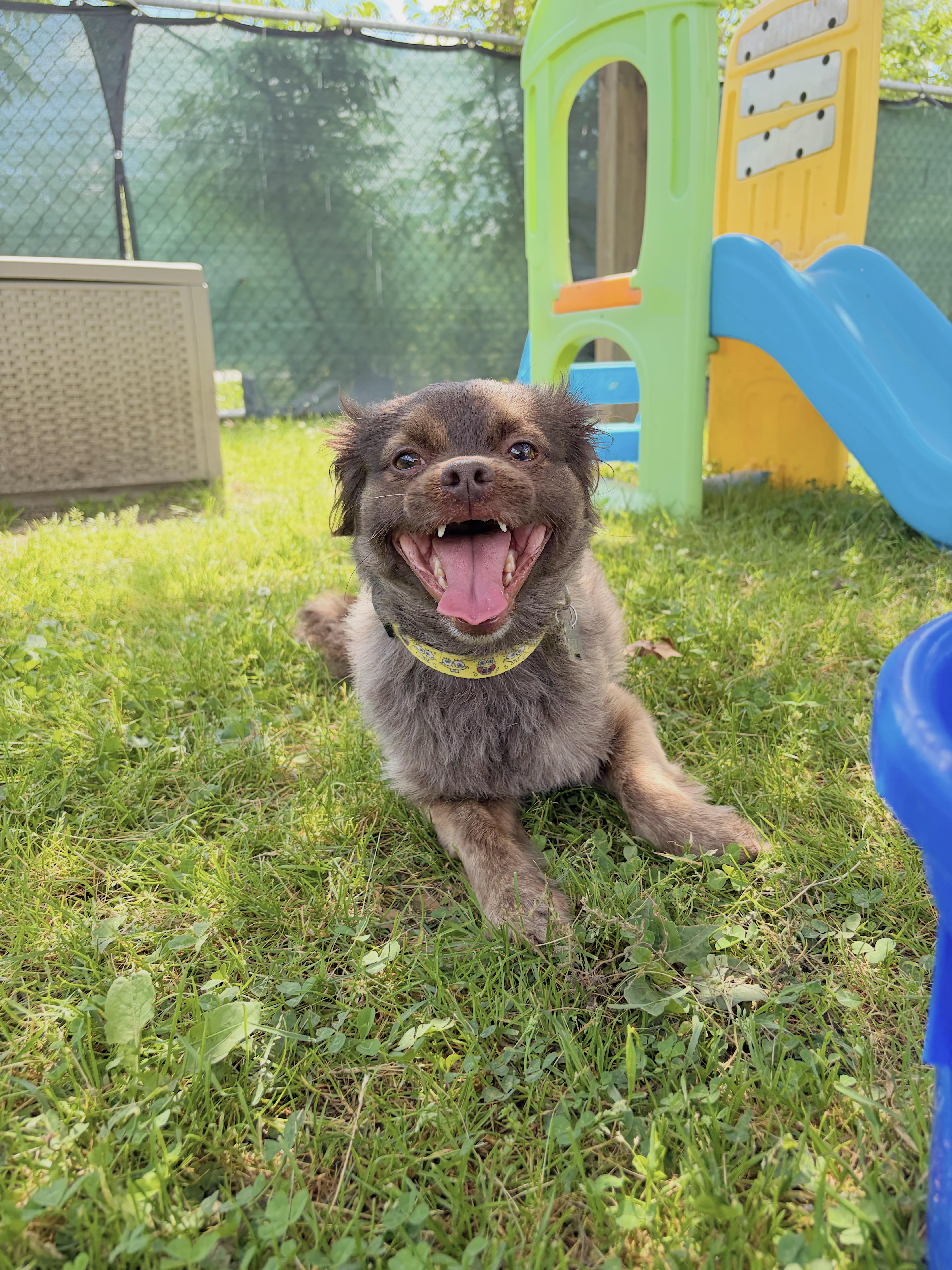 An adult small-sized male Brown / Chocolate Pomeranian dog named Chewy for adoption in Cranston, RI