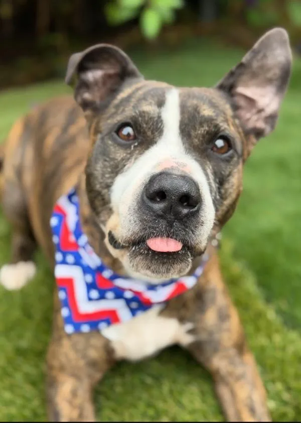 An adult large-sized male Boxer dog named Ace for adoption in Escondido, CA