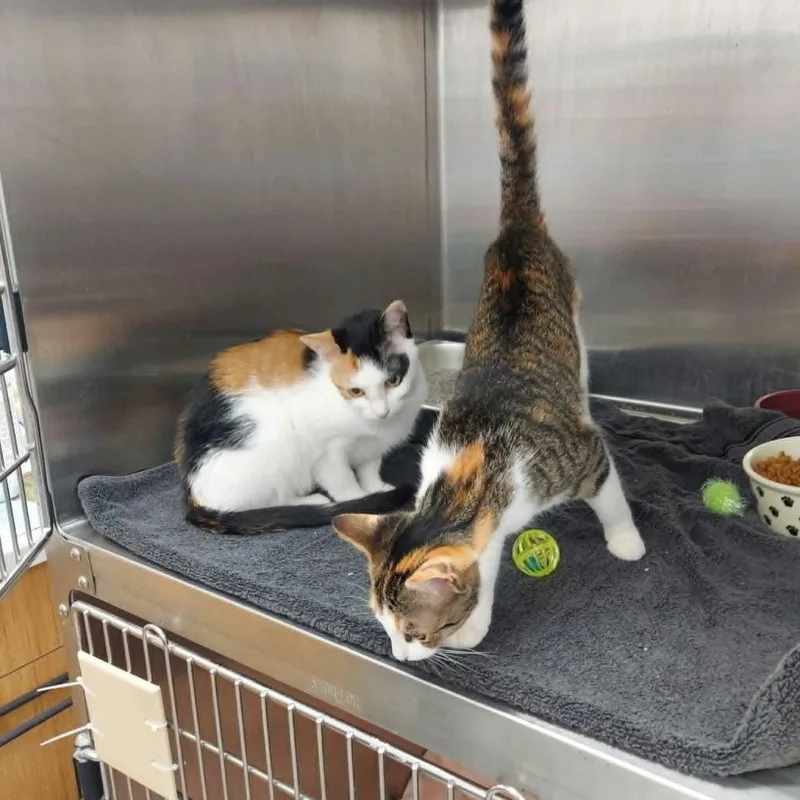A baby medium-sized female Domestic Short Hair cat named Hacky Sack for adoption in Hartsville, SC