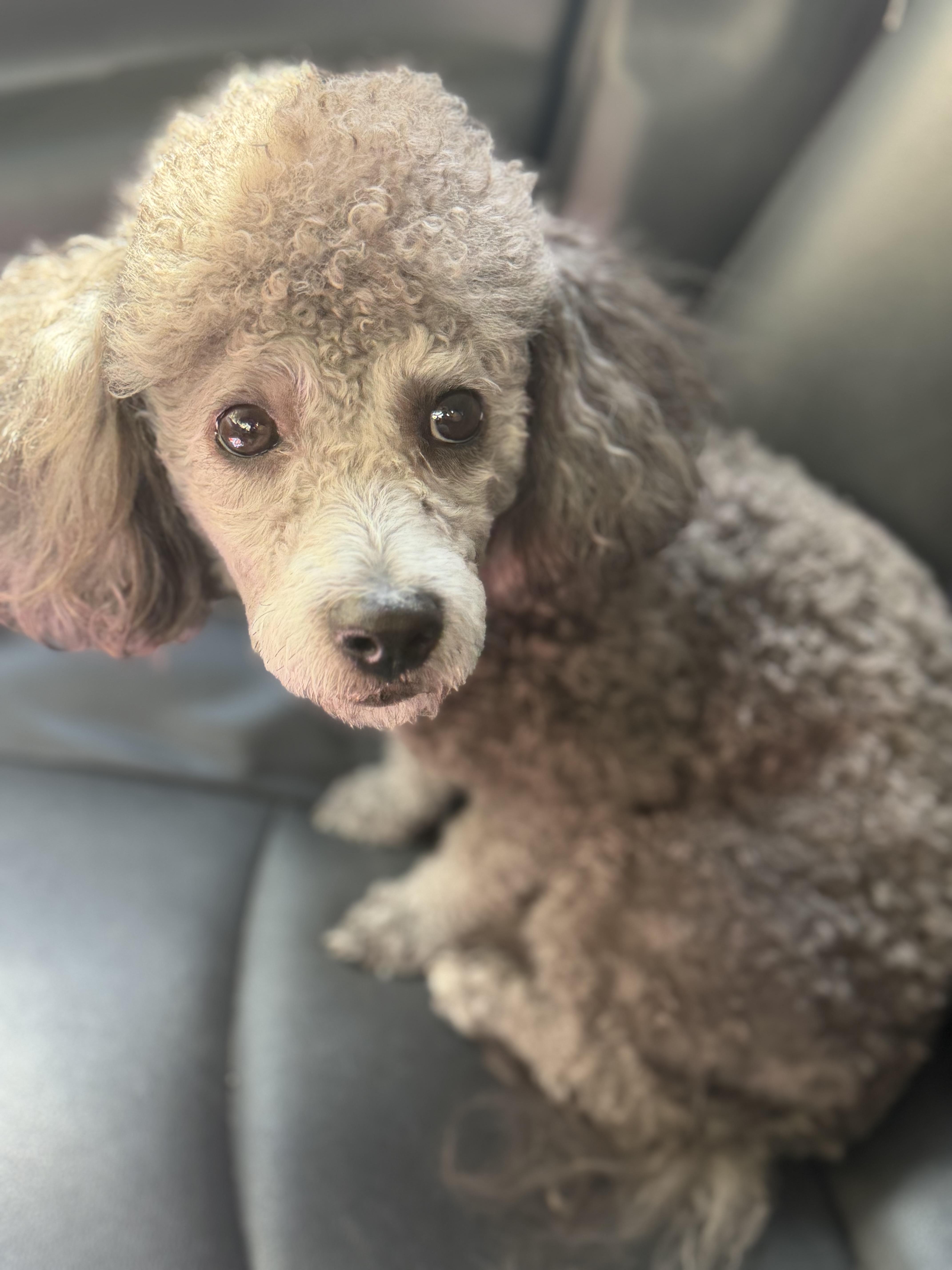 A young small-sized male Miniature Poodle dog named Cooper for adoption in Yuba City, CA