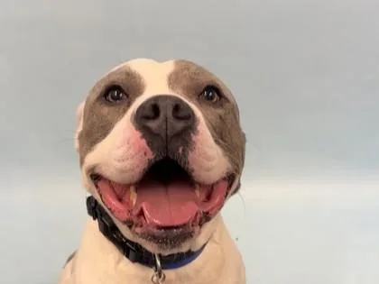 An adult large-sized male Pit Bull Terrier dog named Zeus for adoption in Golden Valley, MN
