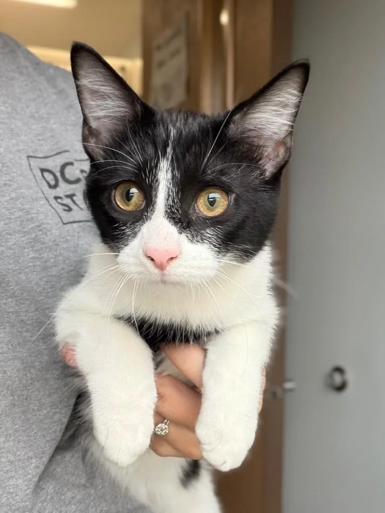 A baby medium-sized male Domestic Short Hair cat named Harry Potter for adoption in Menomonie, WI