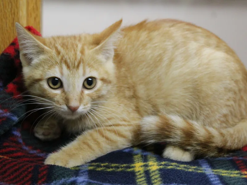 A baby medium-sized female Domestic Short Hair cat named Debbie for adoption in Portage, WI
