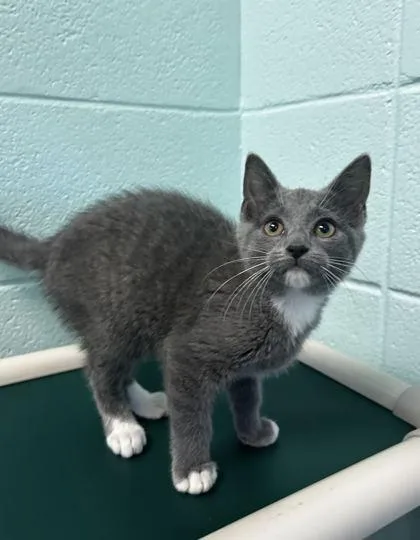 An adult small-sized female Domestic Short Hair cat named McKay for adoption in Spruce Pine, NC