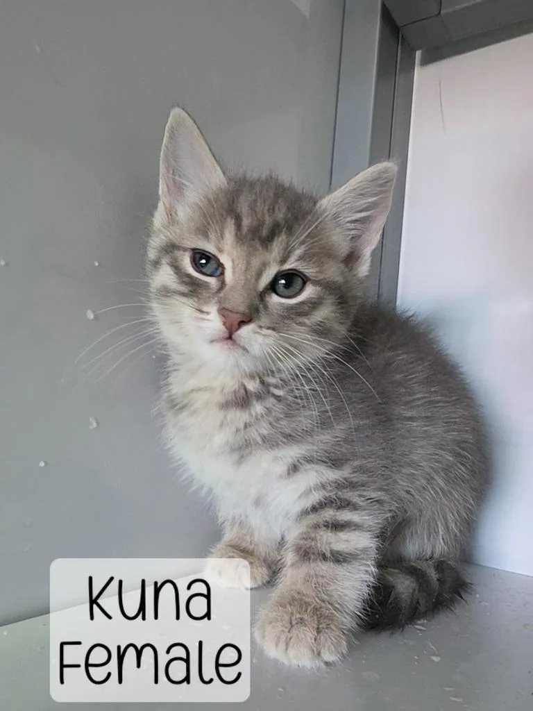 A baby medium-sized female Domestic Short Hair cat named Kuna for adoption in Holbrook, AZ
