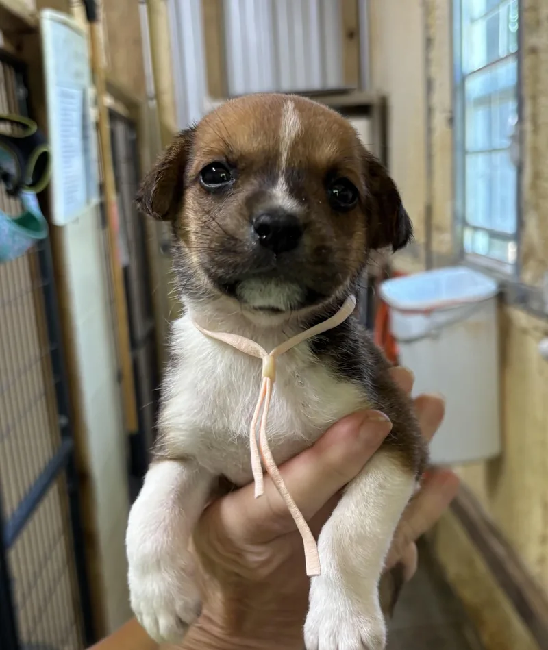 A baby medium-sized female Tricolor (Brown, Black, & White) Mixed Breed dog named Meadow for adoption in Ruston, LA